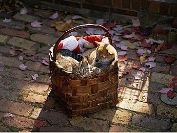 传闻：《艾尔登法环》DLC“黄金树之影”将于6月21日发售